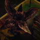 baby demogorgon Dart (Screenshot: Stranger Things)